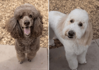 dogs of the year