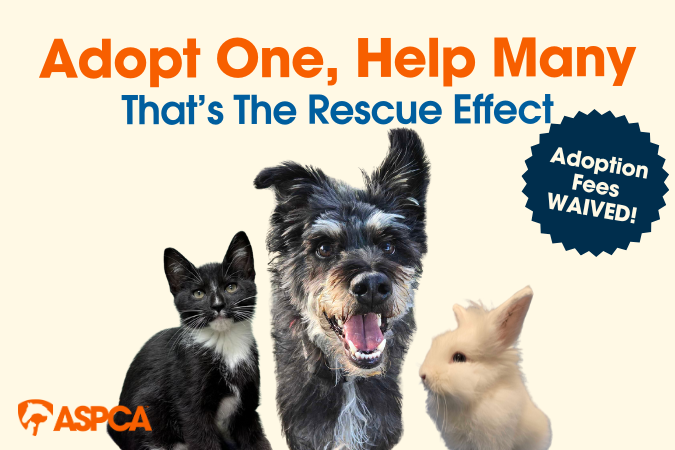 Adoption Event feature 10-25