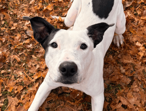 Temporary Kennel Closure