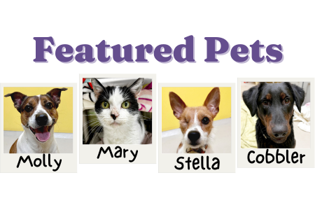 3-13-2024 Featured Pets feature