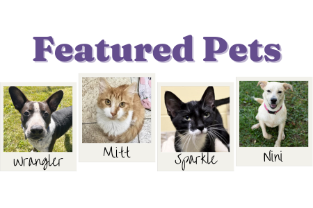 Featured Pets feature 10-10-24