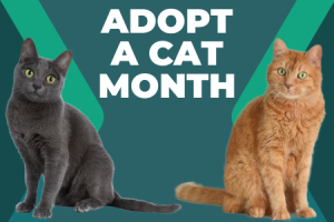adopt a cat month feature 6-24
