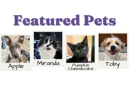 featured pets feature 11-20-24