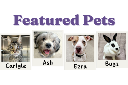 featured pets feature 11-27-24