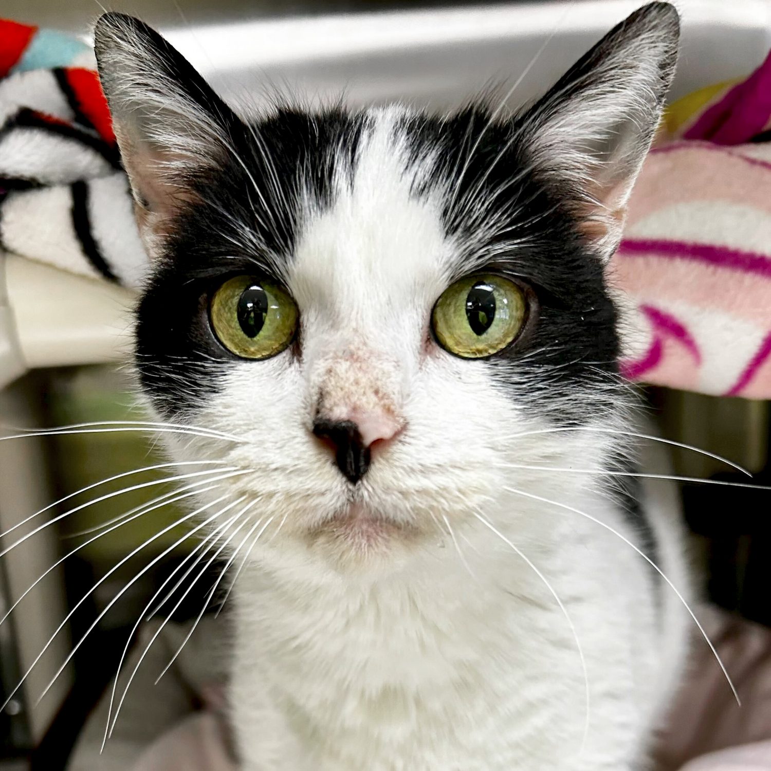 Featured Pets: Molly, Mary, Stella, Cobbler — Humane Society of ...