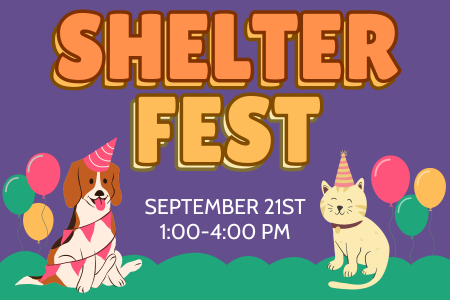 shelter fest feature